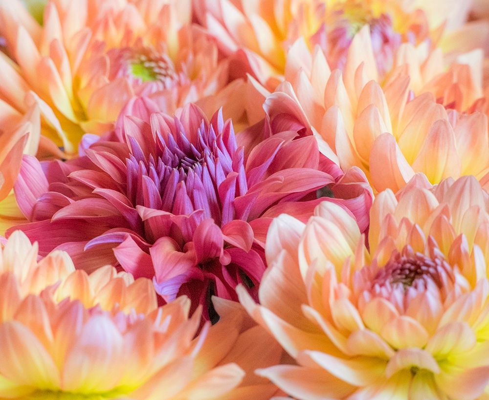 Washington State-Sammamish Dahlia flower design and patterns